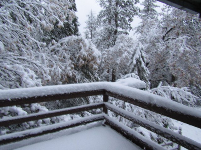 snow in the trees